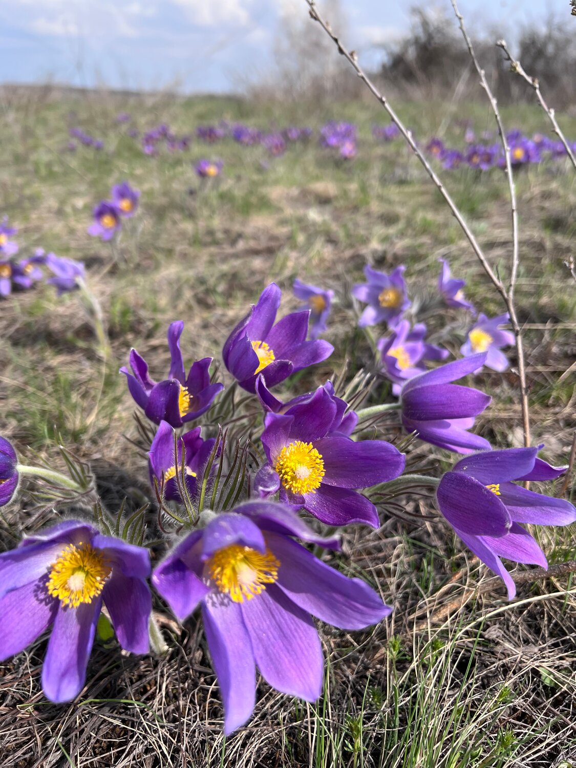 сон трава, подснежник сибирский прострел, сон трава прострел, подснежник ургуйки, прострел уральский