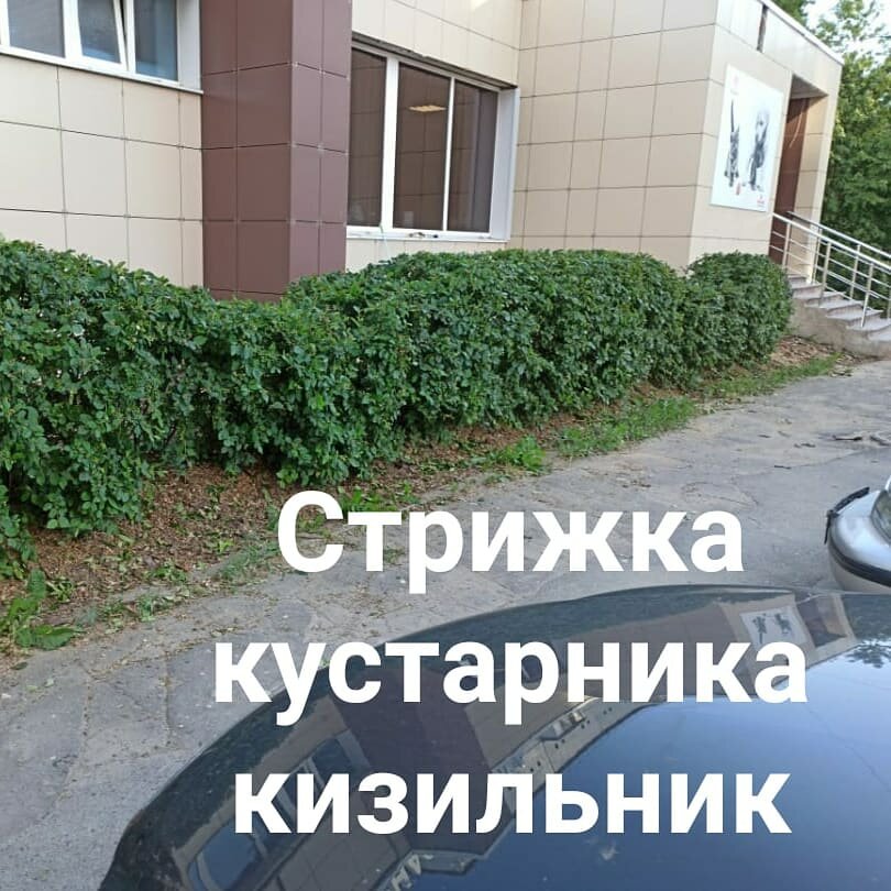 стрижка кустарников, смородина альпийская живая изгородь, ива кустарник, кустарники для живой изгороди, живая изгородь кизильник липа