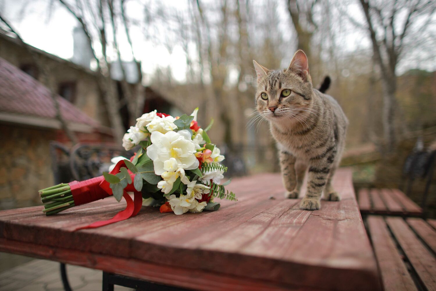 кошечка, кошка, котенок с цветами, с 8 марта коты, животные