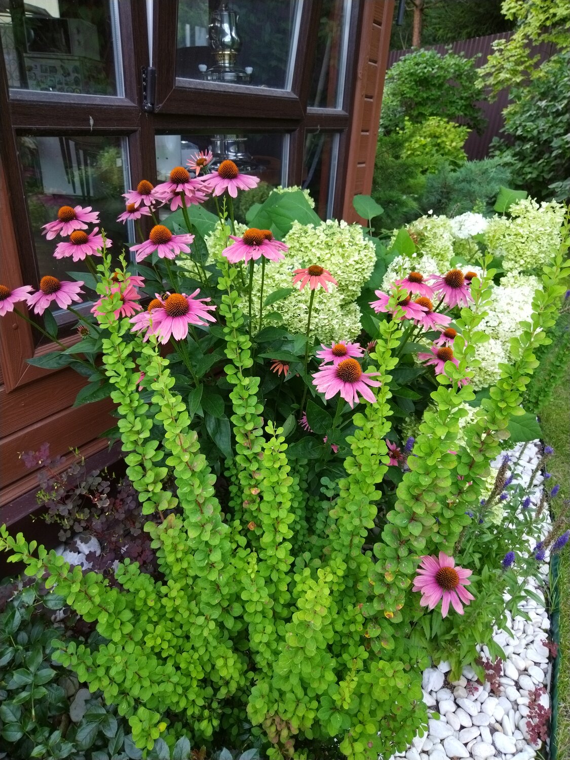 барбарис тунберга сенсейшен, барбарис тунберга berberis thunbergii, барбарис тунберга, барбарис тунберга голден, цветы многолетники для сада