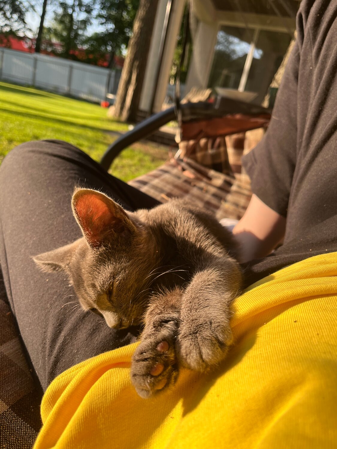 кот который, кошка, котик, домашняя кошка, про кошек