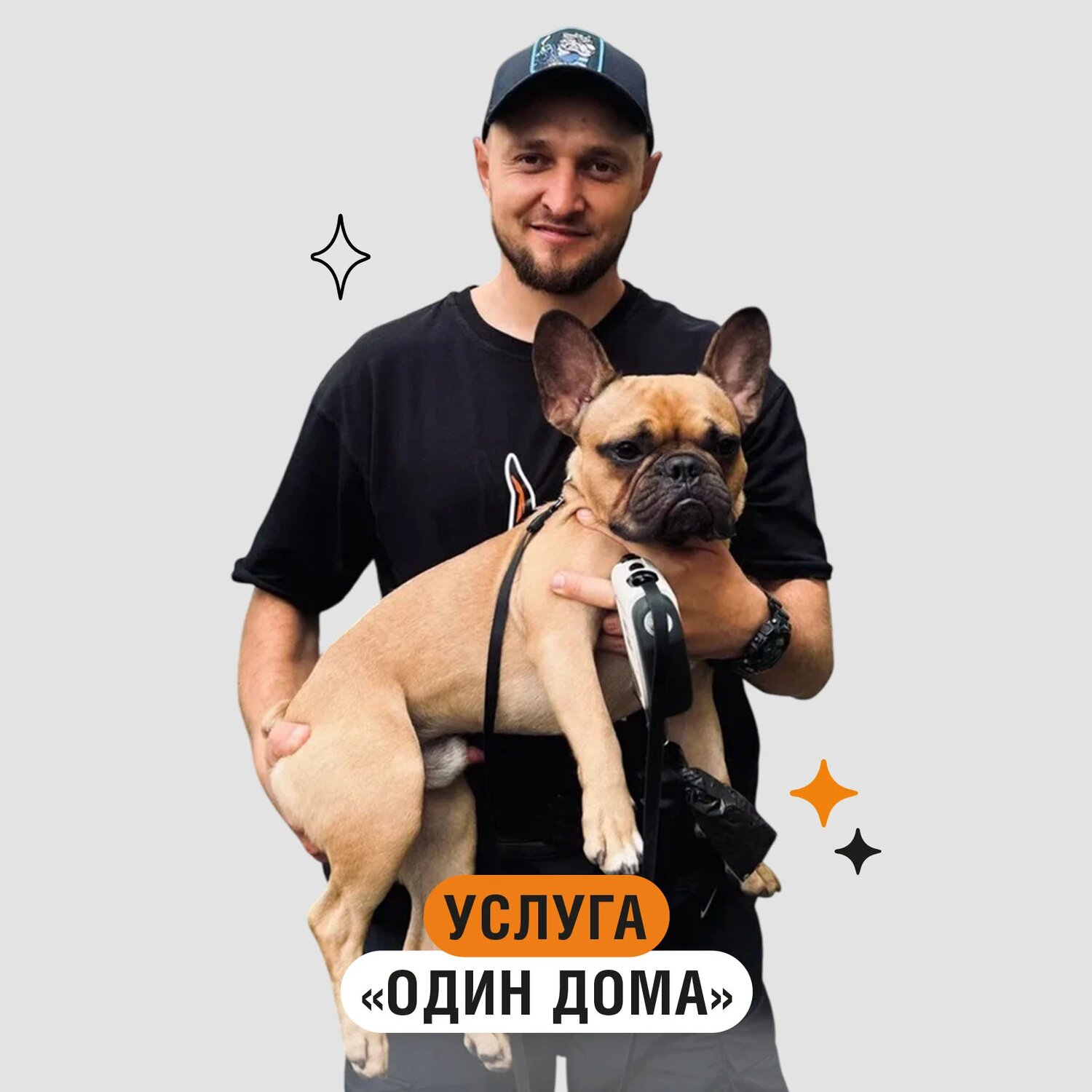 французская бульдог, бульдог французский бульдог, собака, щенки французский бульдог, собака французский бульдог