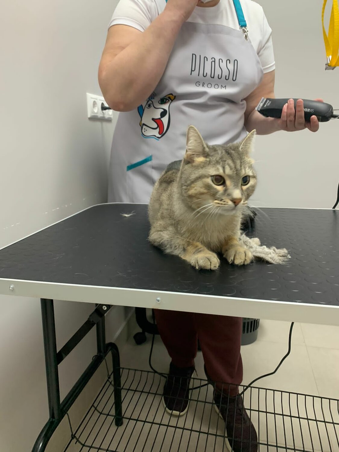 кошка, ветеринар, кошечка, кот, котик