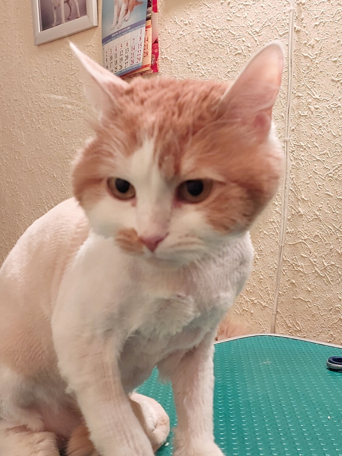 кот, кошка, кот рыже белый, стриженный рыжий кот, домашние животные