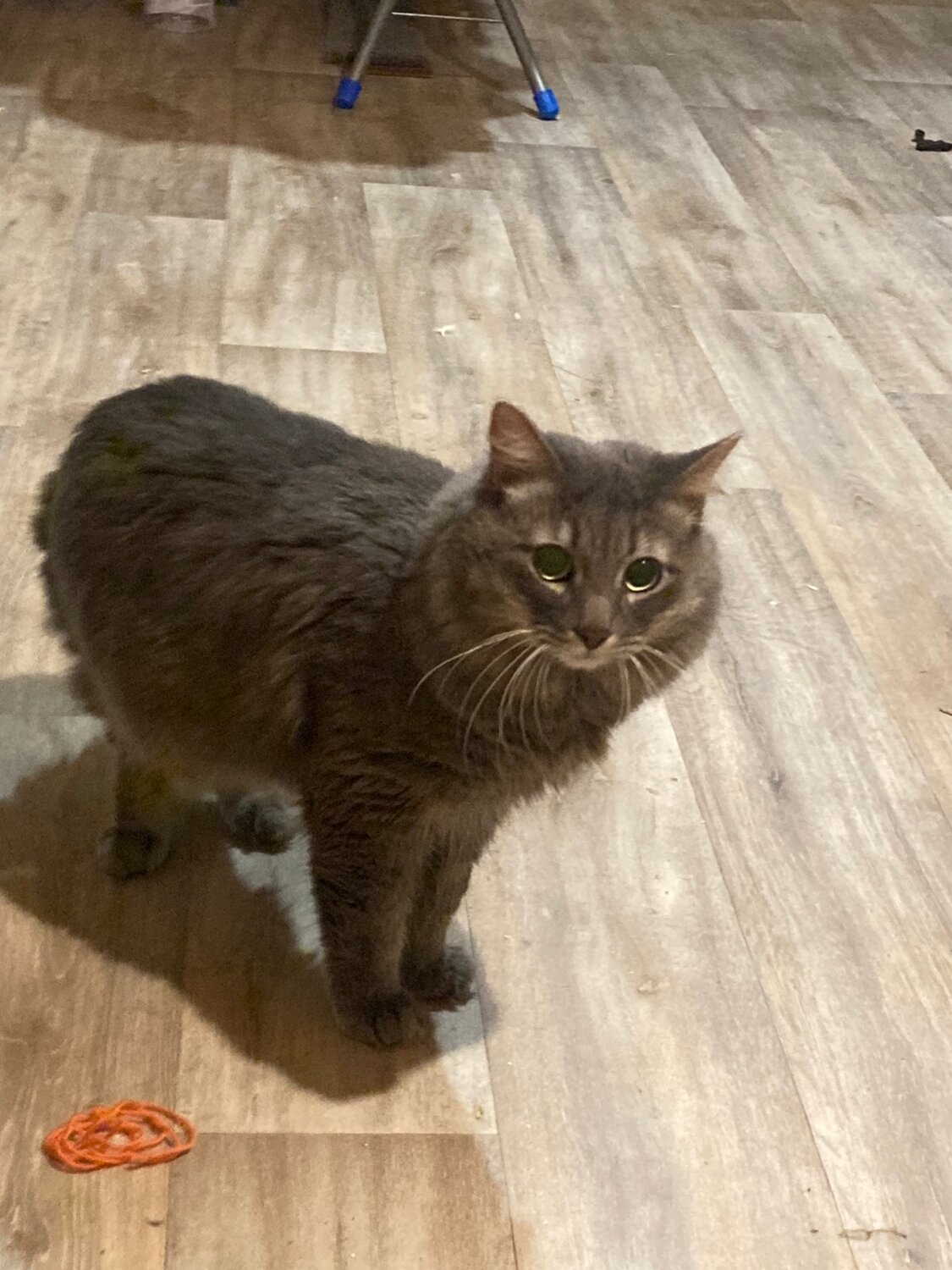 кошка, кот, кошечка, котики, коты