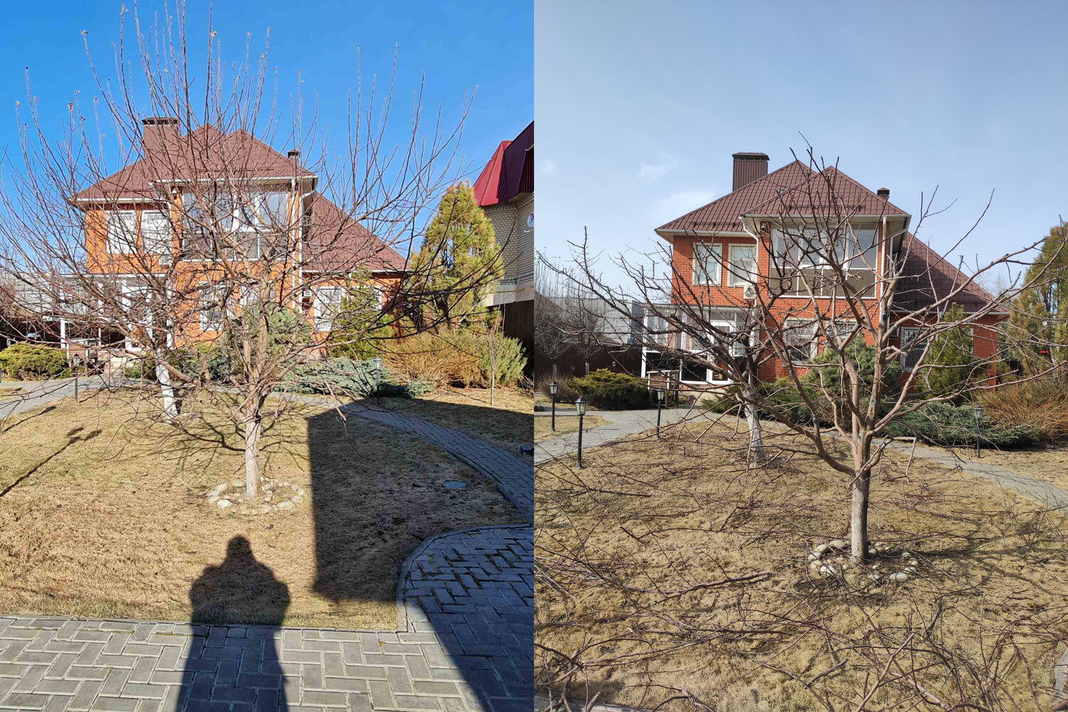 обрезка яблони, загородный дом, сад плодовый, дом дача, садовые деревья