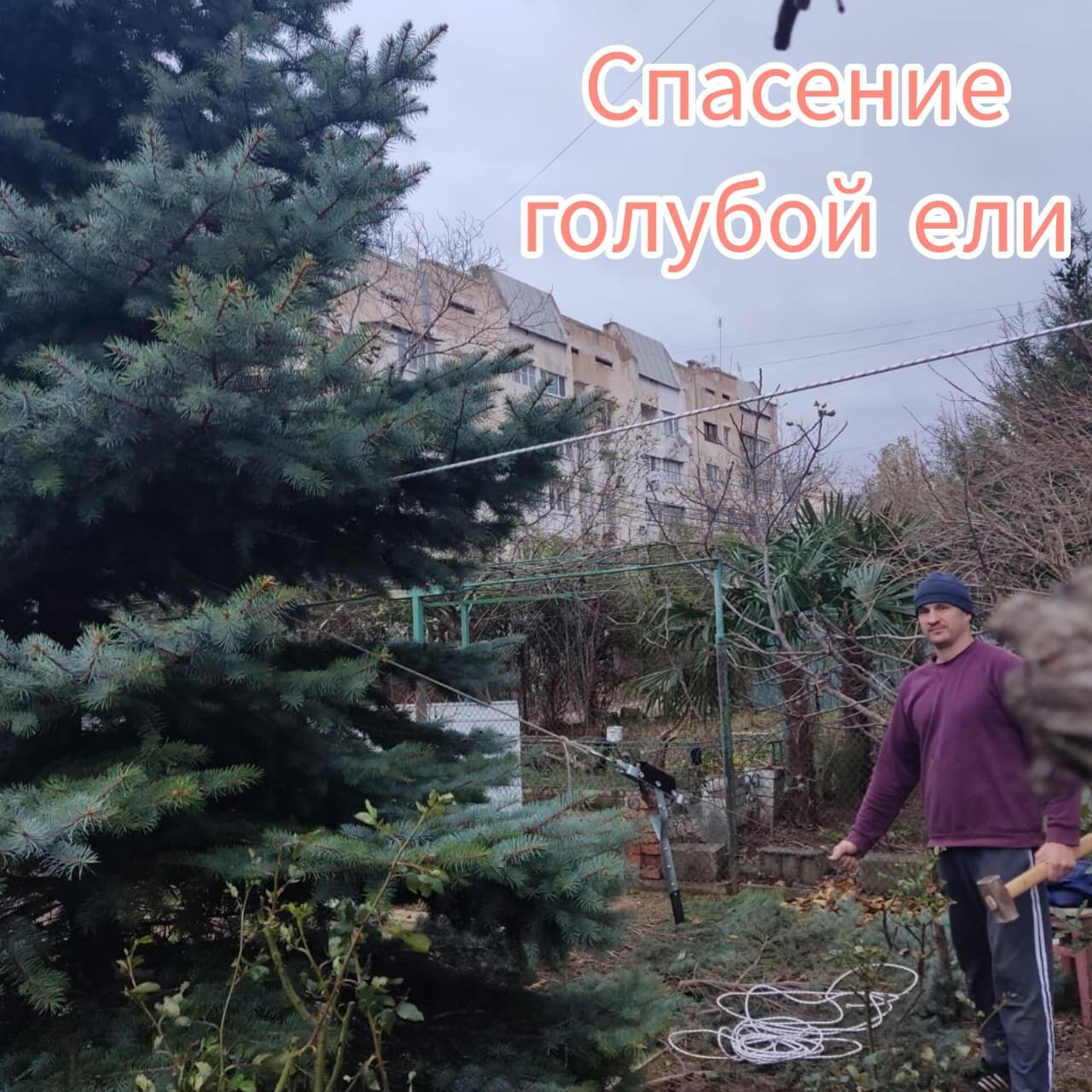 ель голубая, ель голубая крупномер, голубая ель семенами, ель голубая глаука, голубые ели