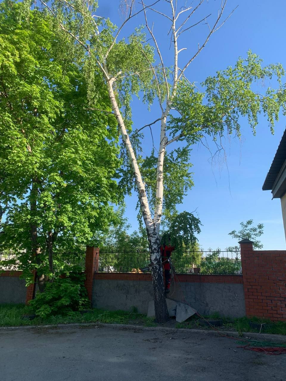 береза дерево, берёза повислая, береза, берёза birch, береза высокая