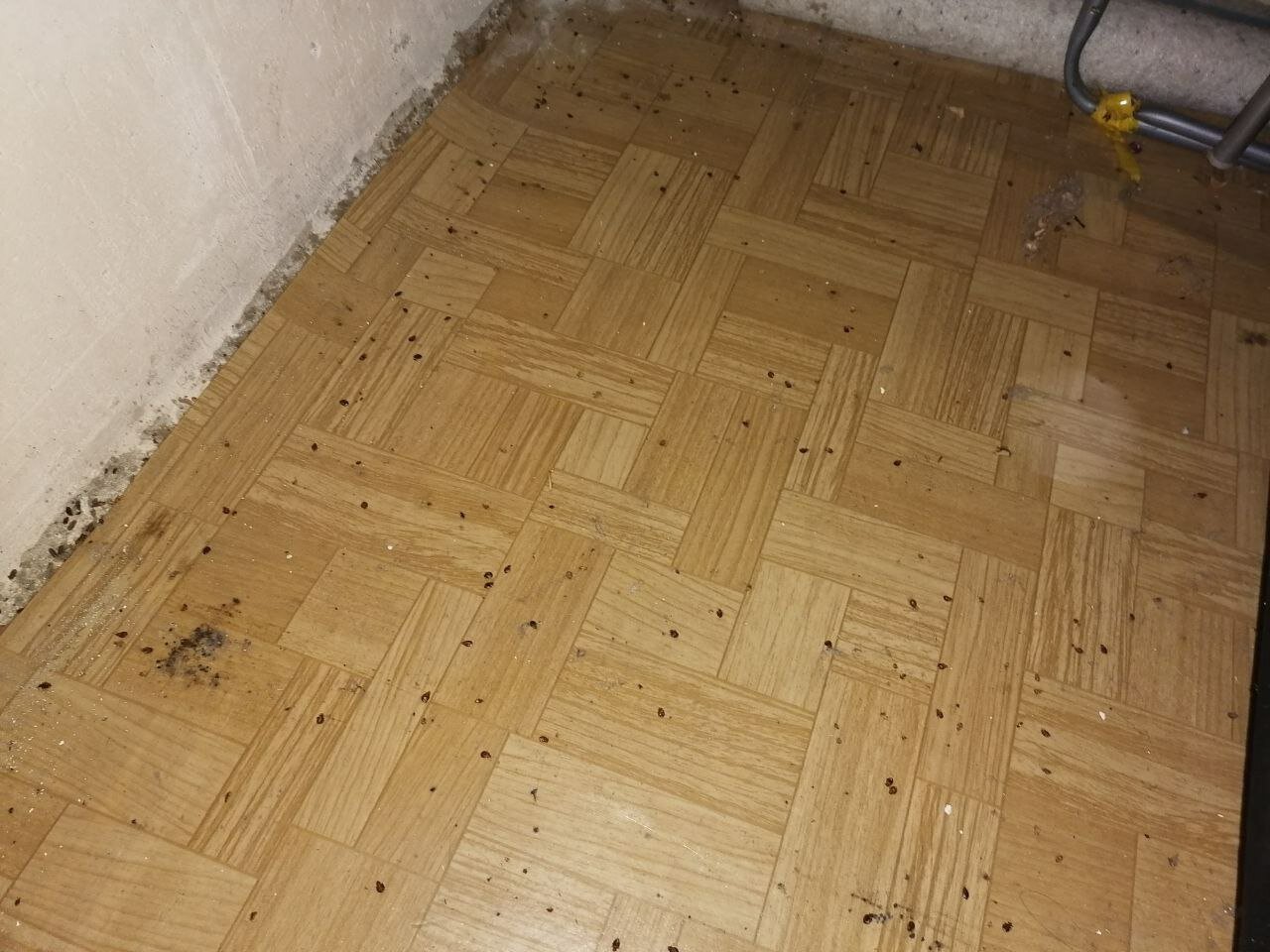 циклёвка паркета, паркет, дуб антик, паркетный пол, паркетная доска