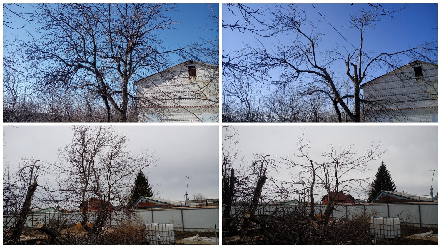 яблоня обрезка, яблоня зимой, обрезка яблони зимой, омолаживающая обрезка яблони, обрезка сливы весной