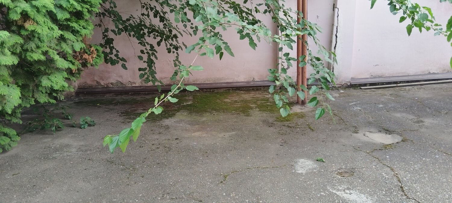 дерево упало на дом, молния ударила в дерево, саженец тополя, дерево, упавшее дерево