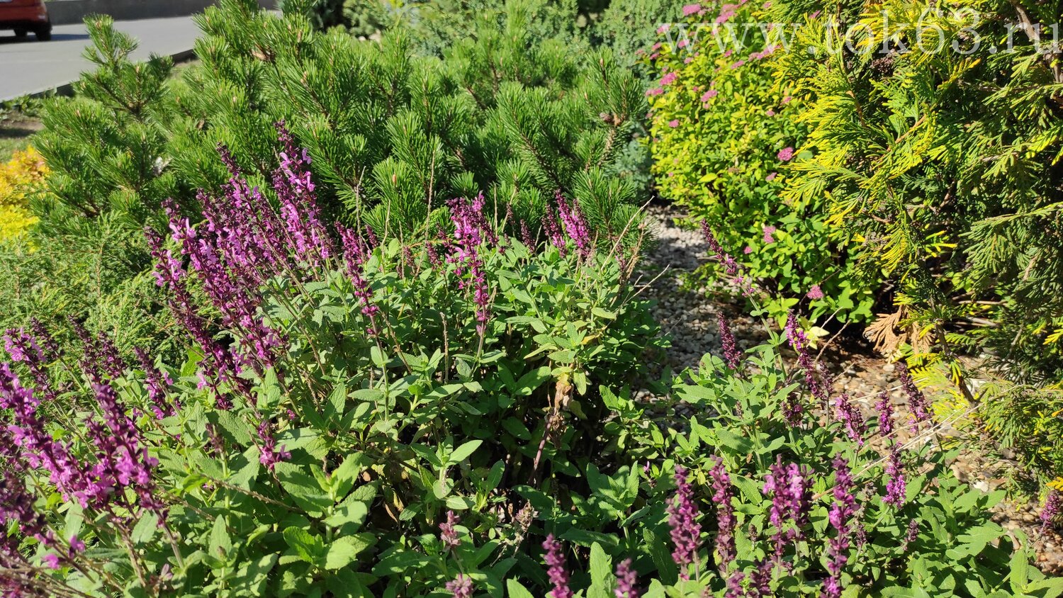шалфей дубравный, шалфей, сальвия дубравная (шалфей) нью деменшн роуз, шалфей дубравный роуз квин, шалфей дубравный пинк фризленд