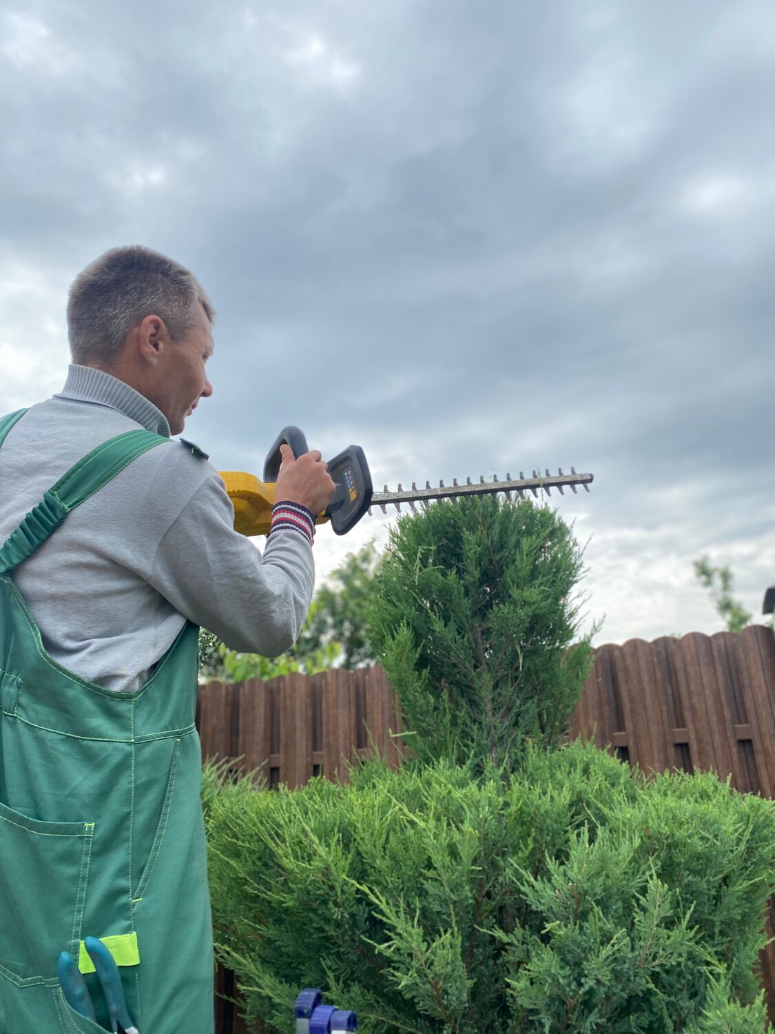 садовник, садовые деревья, живая изгородь, куст, обрезка кустарников