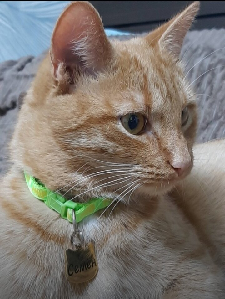 кот, кошечка, кошка, кот рыжий, кошка рыжая