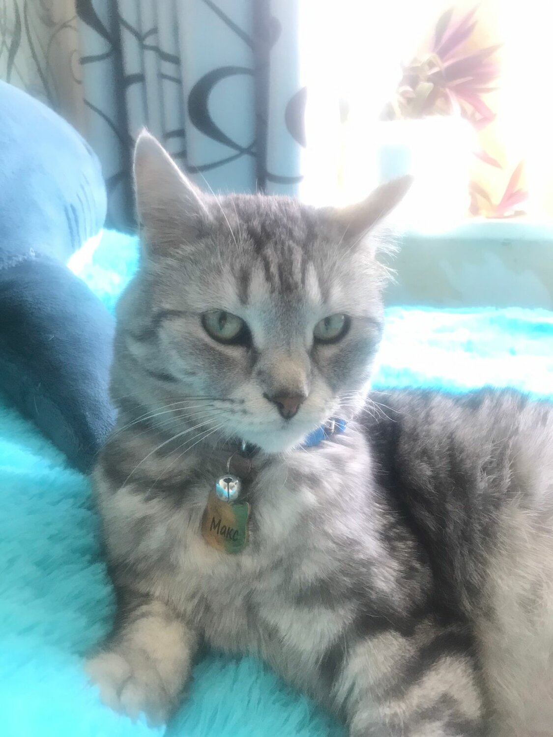 кошка, британская кошка, кот, кошечка, кошка животное