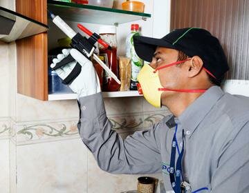 pest control, pest control service, дезинсекция и дератизация, дезинсекция, дезинфекция реклама