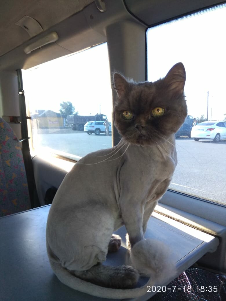 кошка, стриженный серый кот, стрижка кота, стрижка кошек, подстриженный кот