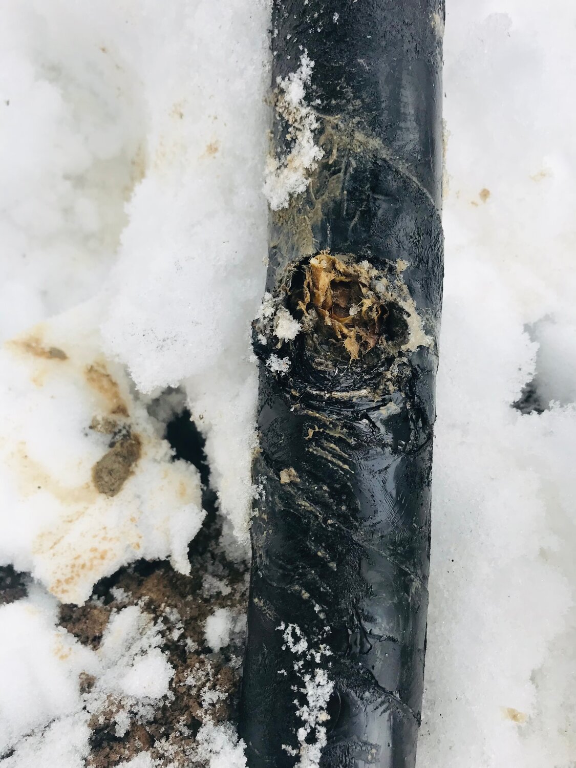 замерзший водовод, pipe corrosion, труба, береза с ободранной корой, стальные трубы