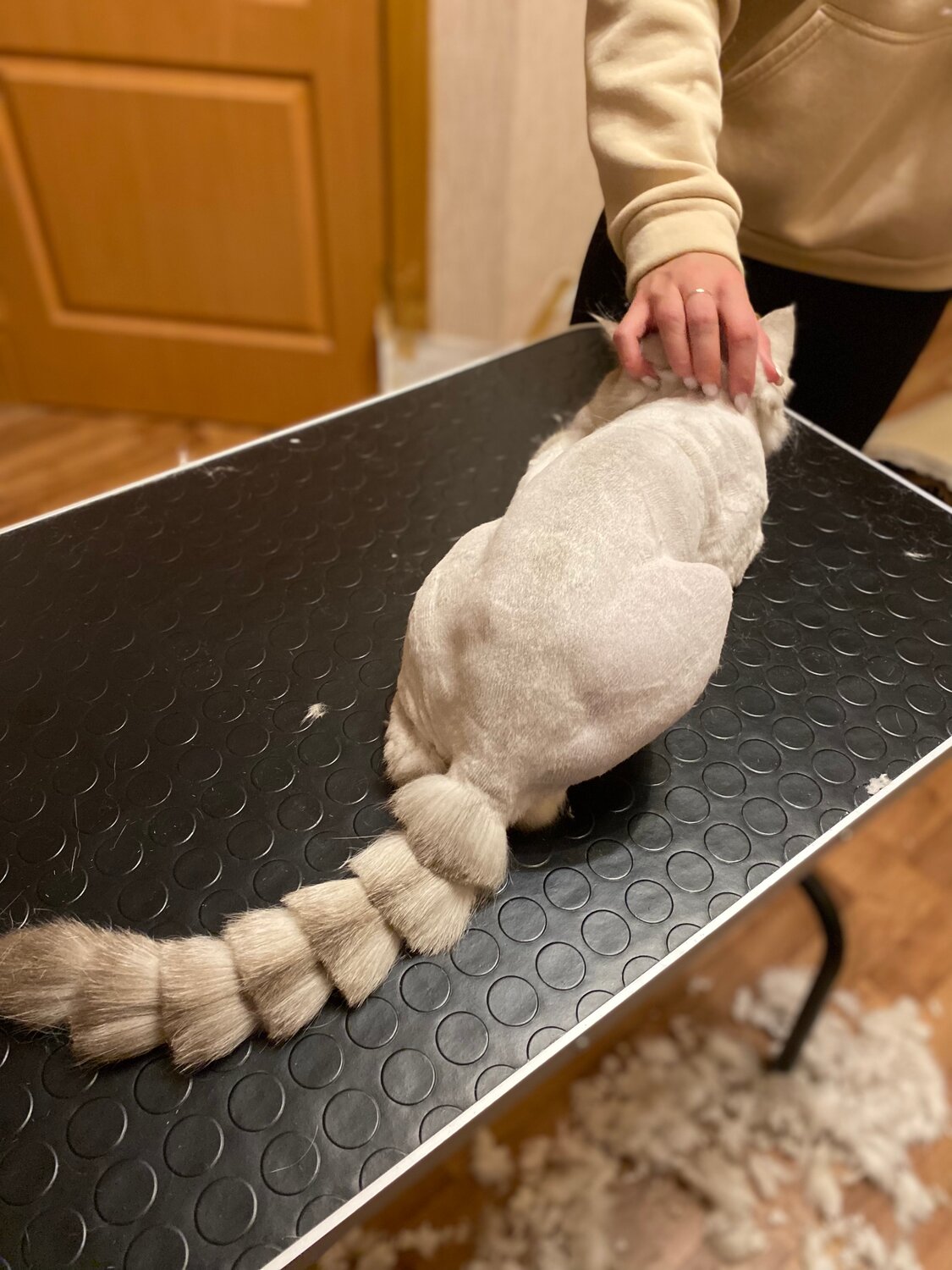стрижки кошек, подстриженный кот, стриженные кошки, стриженный кот, стрижка котов