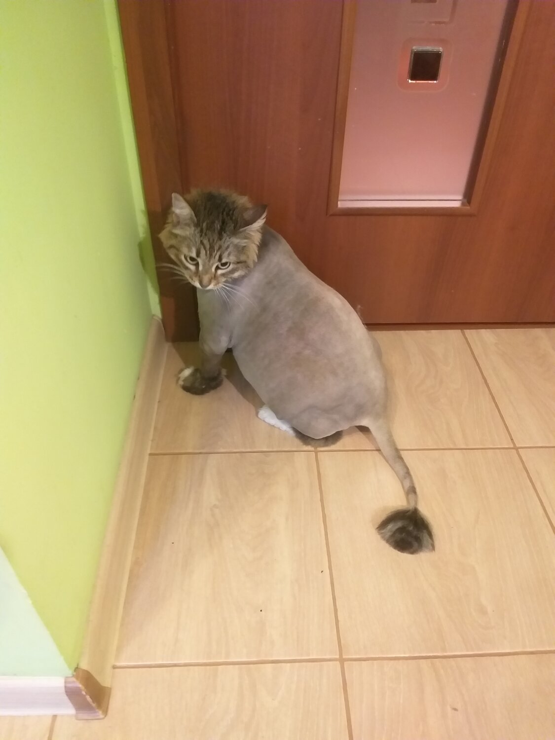 подстриженный кот, сибирский кот стрижка подо льва, подстриженная кошка, стрижка кошки под льва, стриженные кошки