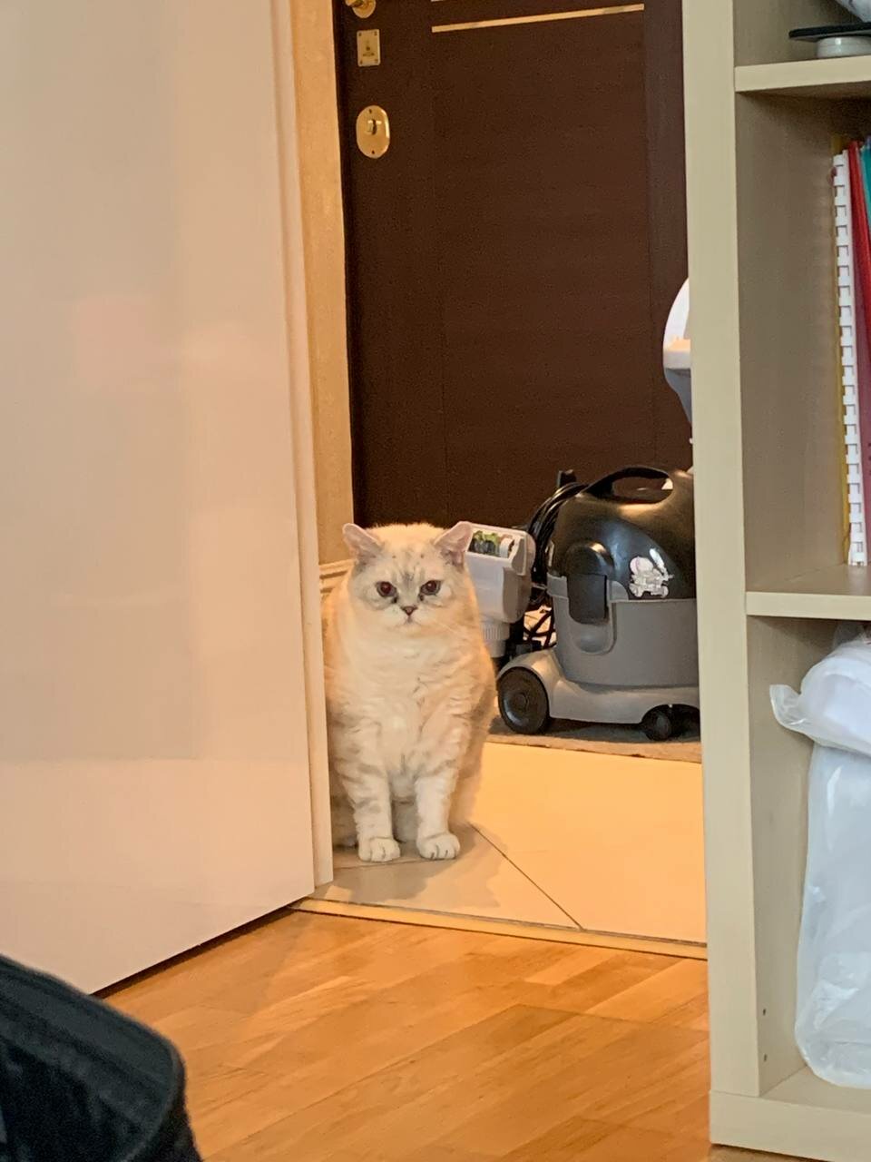 кот, кошка, котик, котейка, котэ