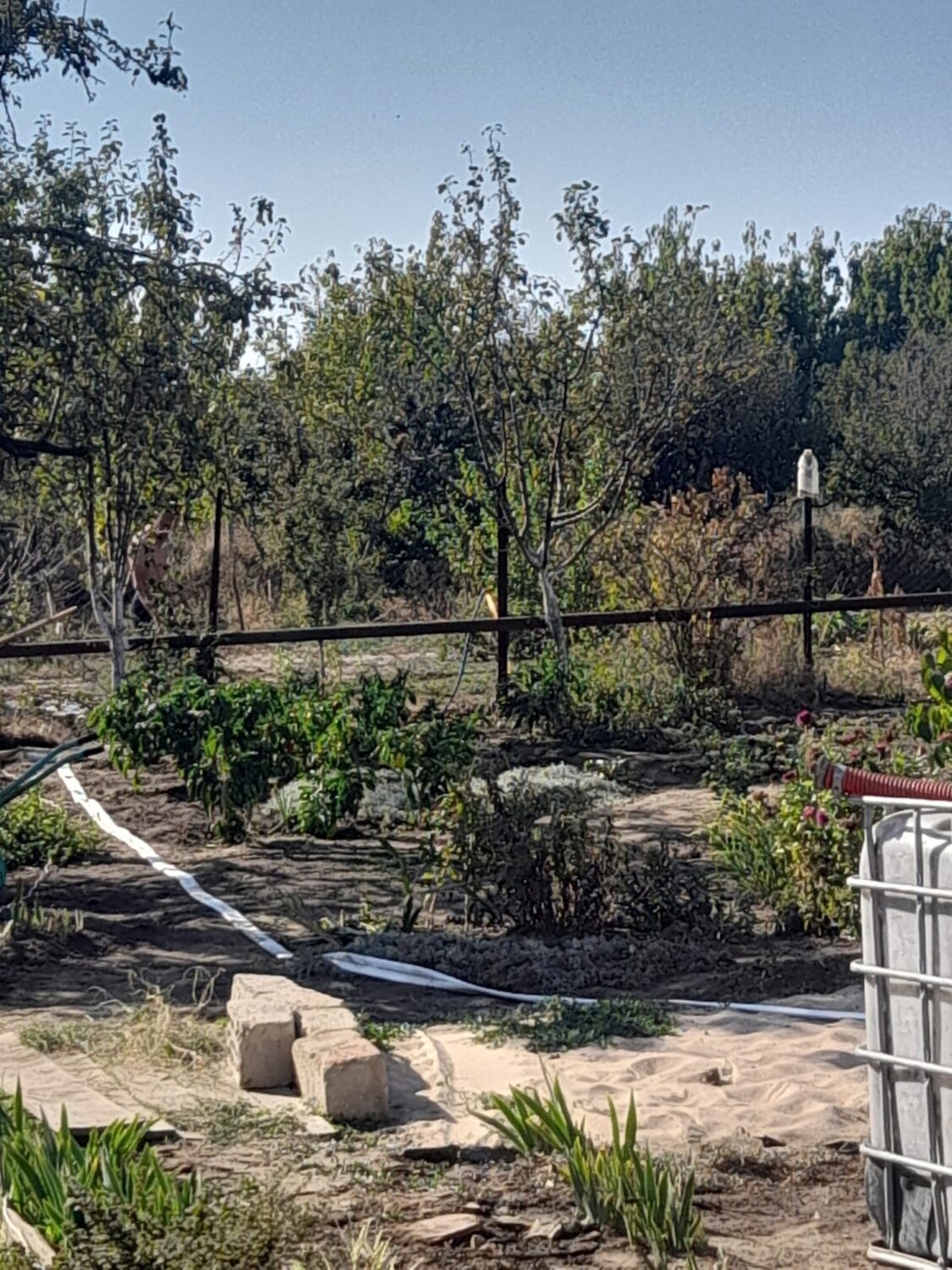 растение, сад, дача, участок, organic garden