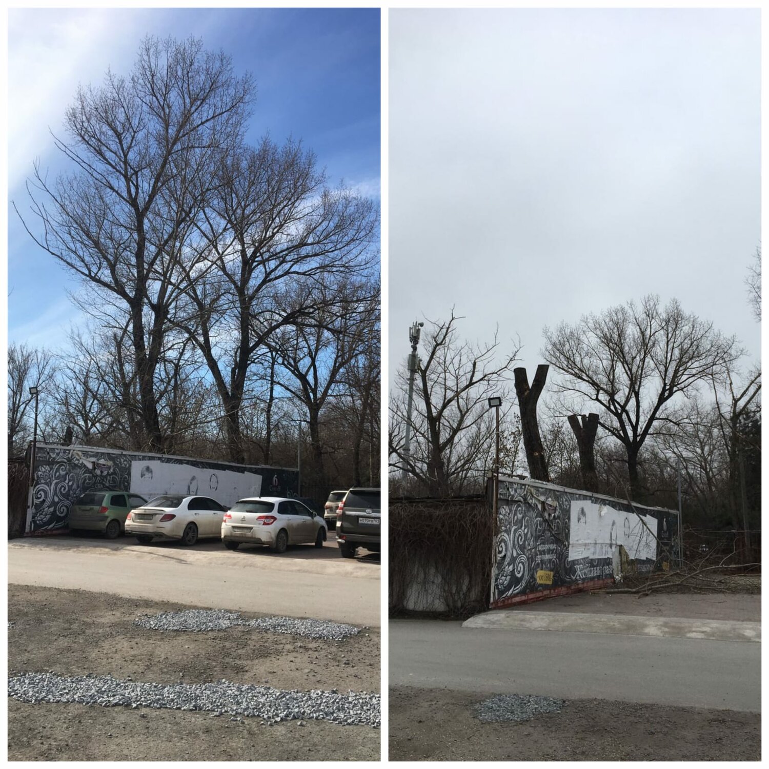 парк, тополь, дерево, сквер, park