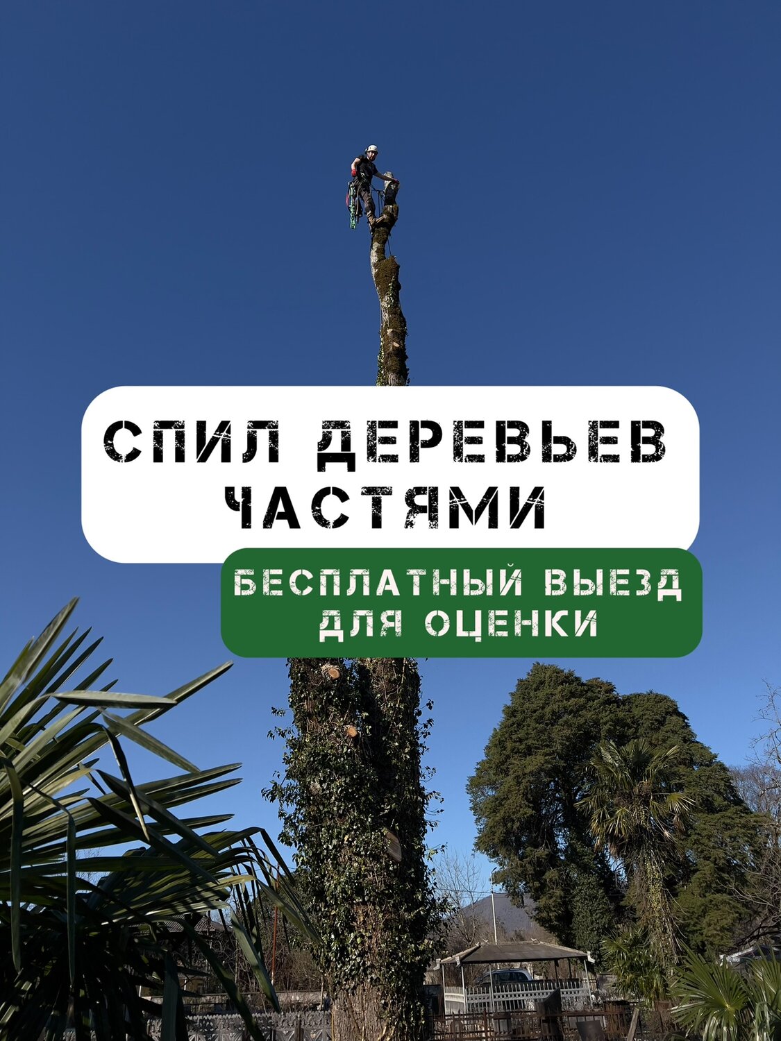 дерево деревья, спил деревьев, удаление деревьев, аварийные деревья, спиленное дерево