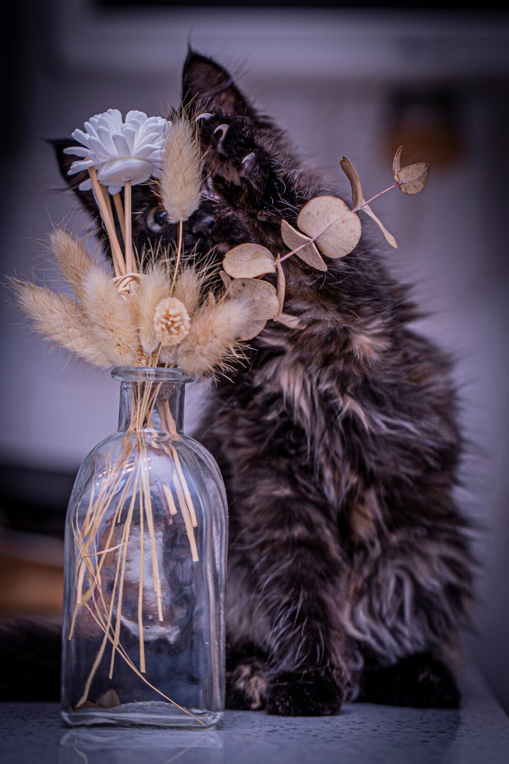 кот, котик, кошка мейн кун, кошка с букетом, котята мейн кун
