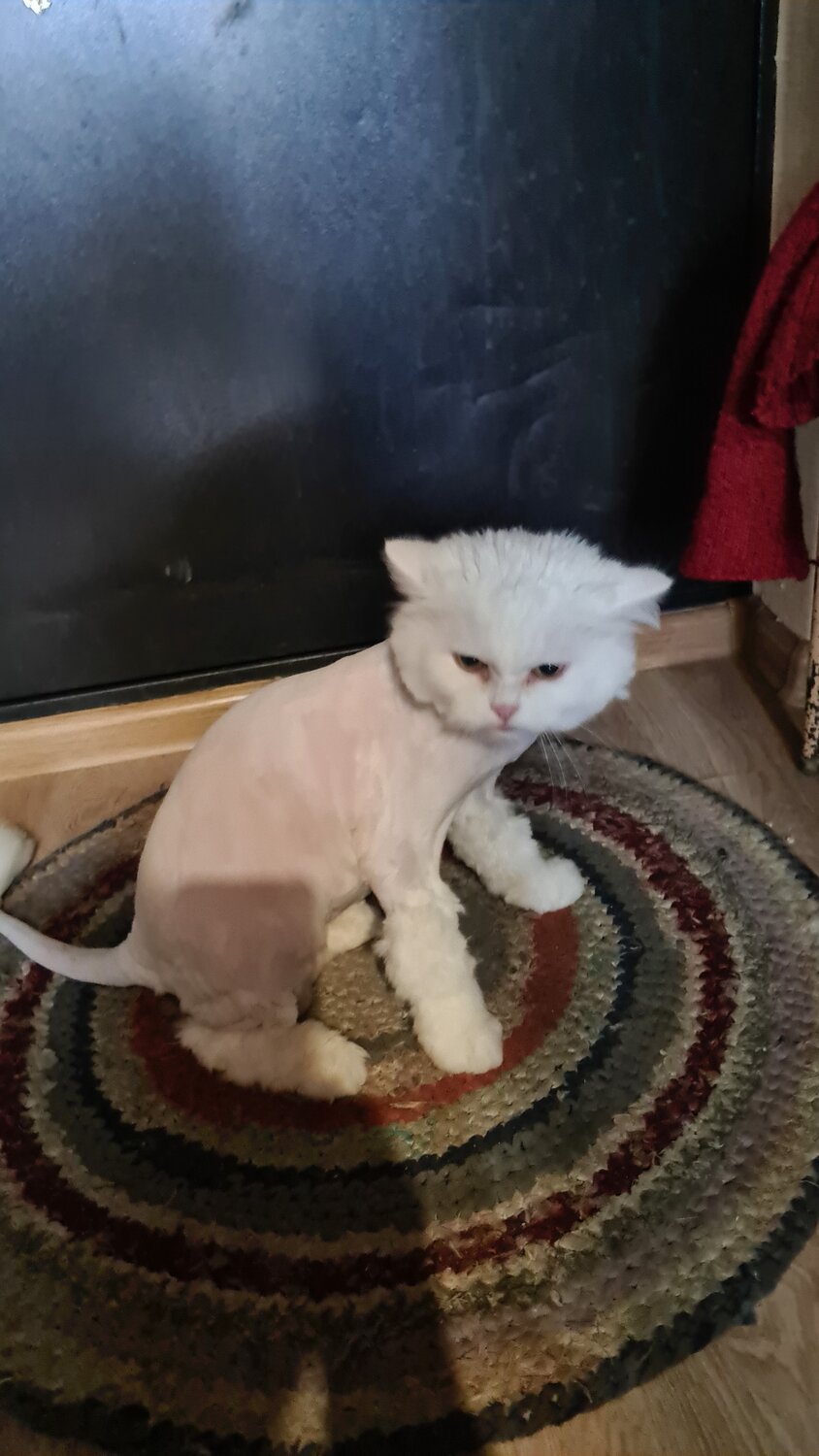 стрижка кота, стрижка котов, стрижка кошек, стриженная кошка, скоттиш страйт подстриженный