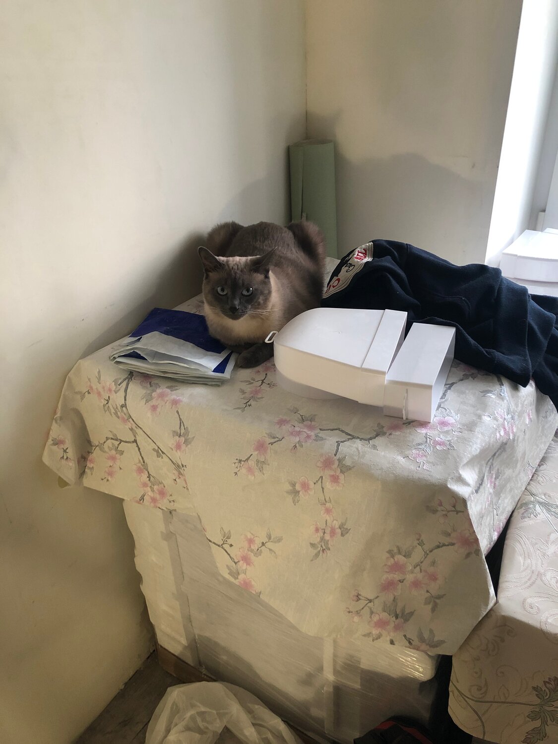 кошка, котик лежит в коробке, котики, сиамский кот в коробке, сиамская кошка