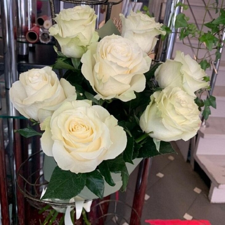 аваланж роза, розы белые, роза мондиаль, роза эквадор мондиаль, венделла роза