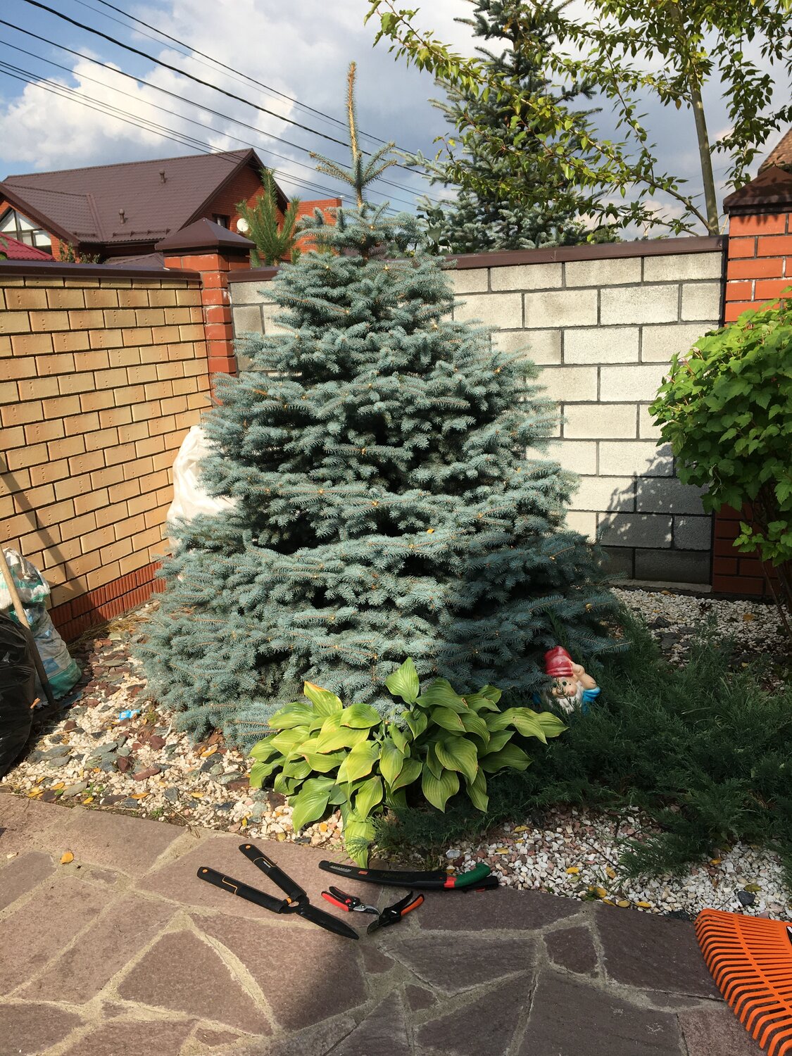 ель голубая, ель, глаука ель, ель хупси, ель колючая picea pungens