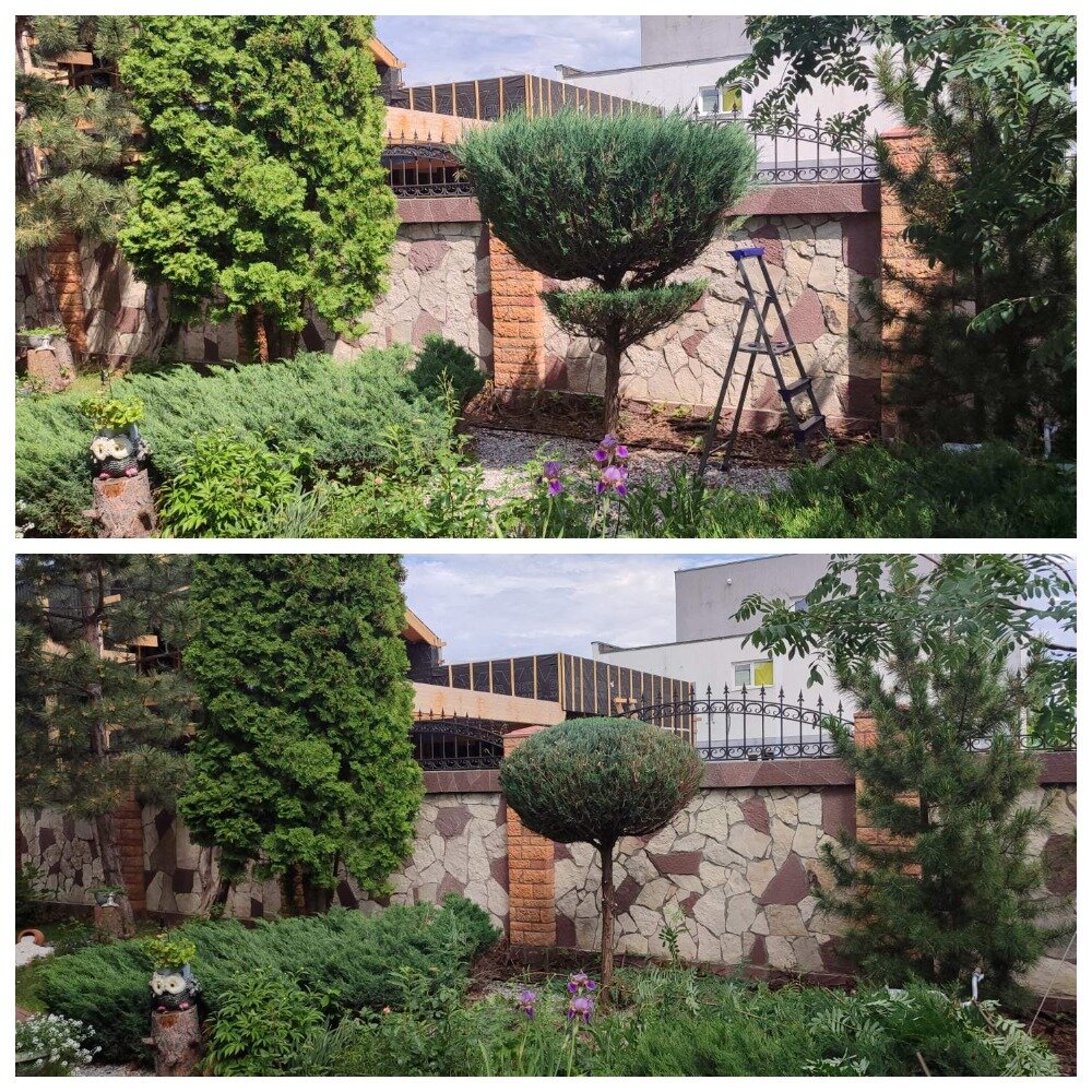 растение, ландшафтный дизайн, топиар можжевельник казацкий, туя смарагд ниваки, топиарная стрижка можжевельника казацкого