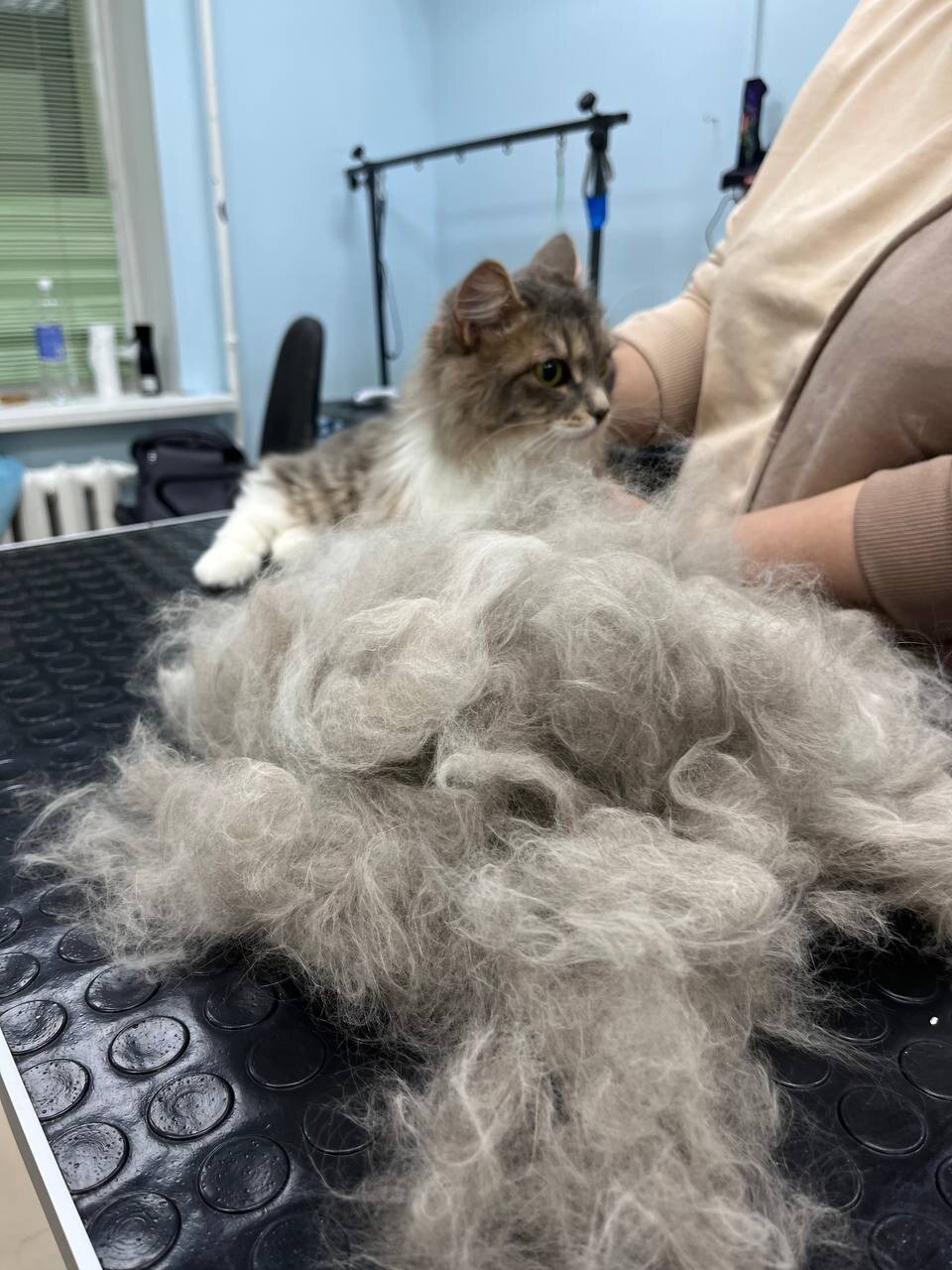 экспресс линька для кошек, стрижка кошек, экспресс линька, груминг кошек, стрижка котов