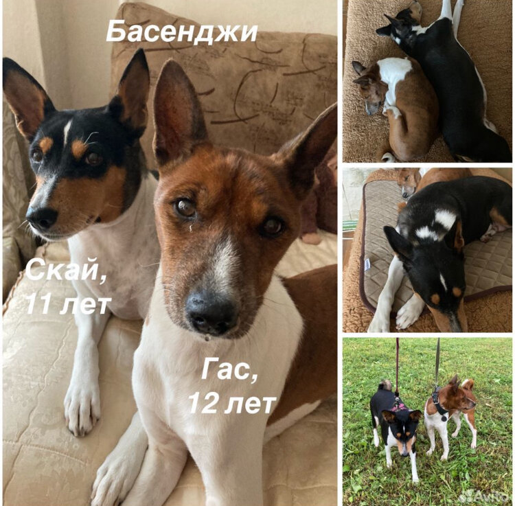басенджи порода собак, басенджи, порода басенджи, басенджи собака, басенджи терьер
