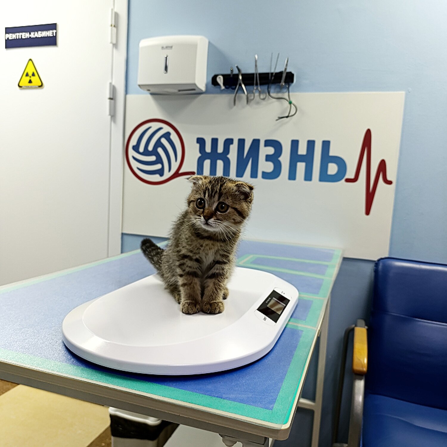 котик, кот, ветеринарная клиника, ветеринар, котиков