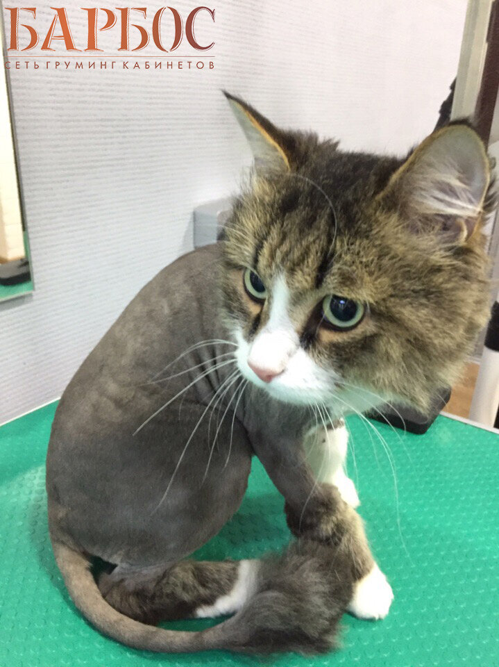 кошка, кот, котик, кошечка, домашние животные