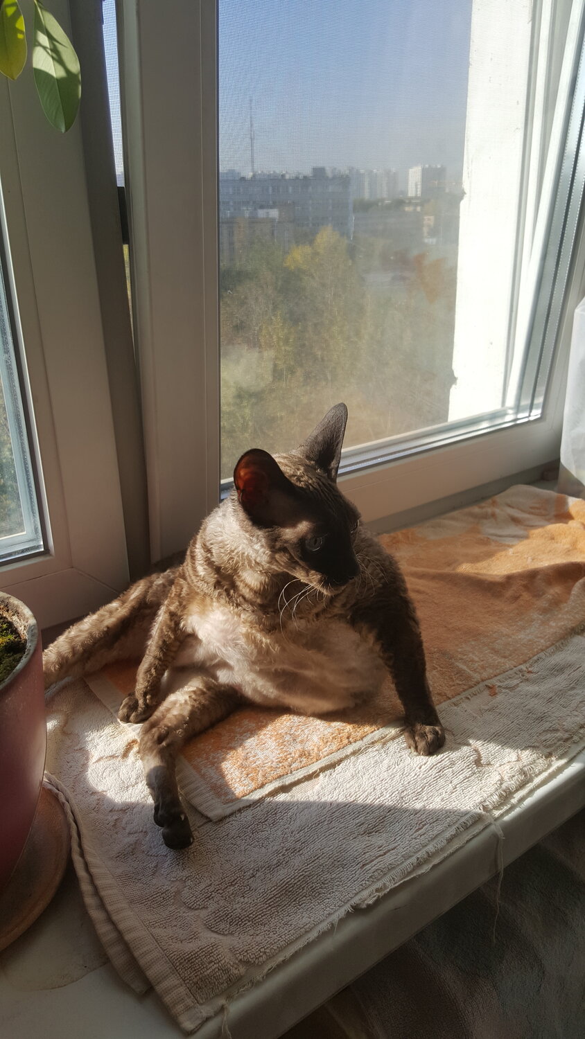 сиамский корниш рекс, кот, кошка, корниш-рекс хлоя, кошечка