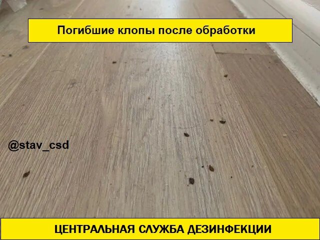 линолеум, паркетная доска, клопы тараканы, деревянный пол, ламинат
