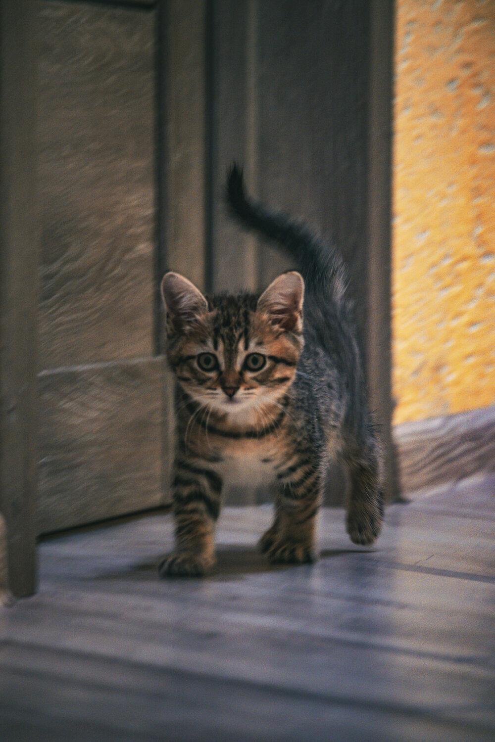 кошка, полосатый котенок, кошка котенок, кот, котик