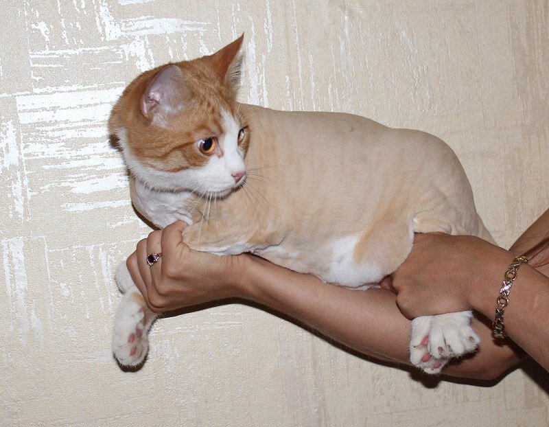 кошка, кошечка, кот, котик, животные