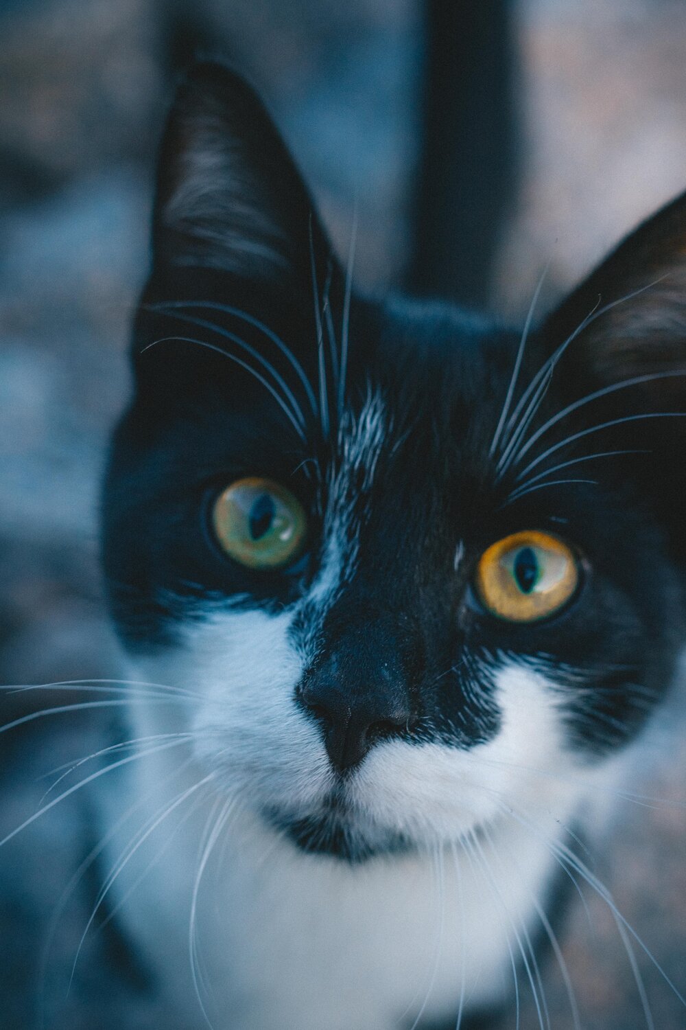 кот, кошки, кошка, черный кот, котик