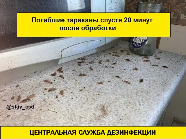 клопы и тараканы, тараканы в квартире, обработка от тараканов, таракан, домашние тараканы
