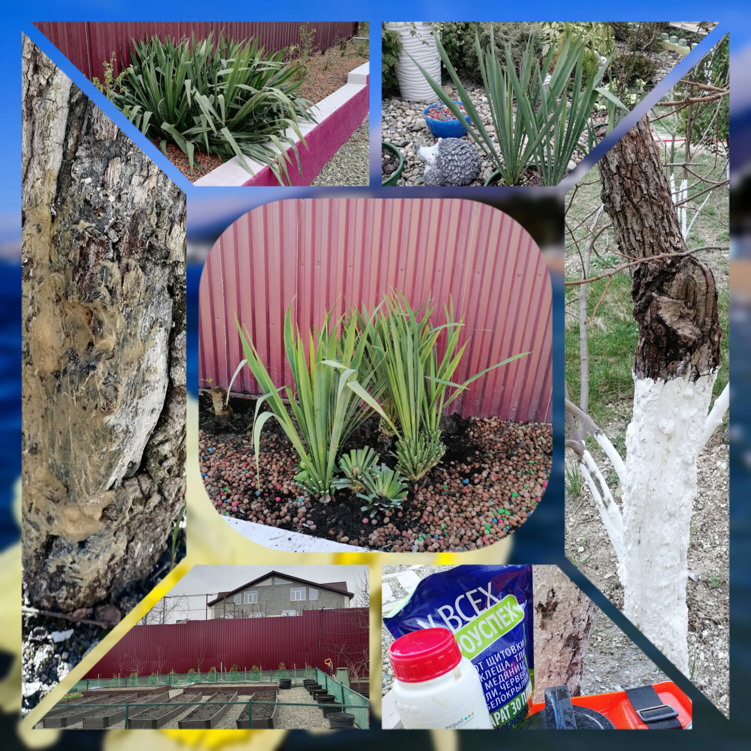 растение, сад, ландшафт сада, огород, garden