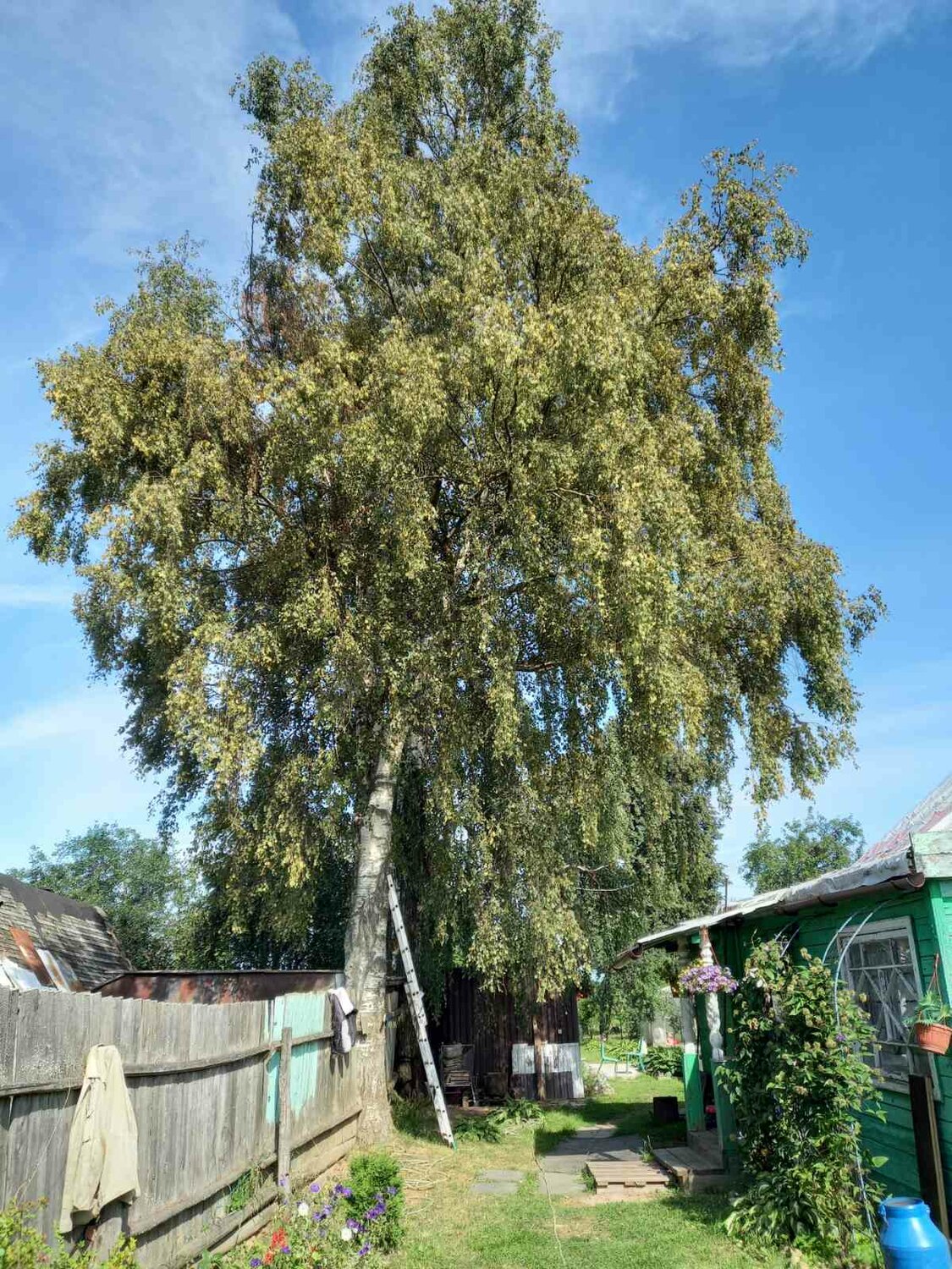 береза, дерево береза, береза повислая, берёза чёрная, большая береза
