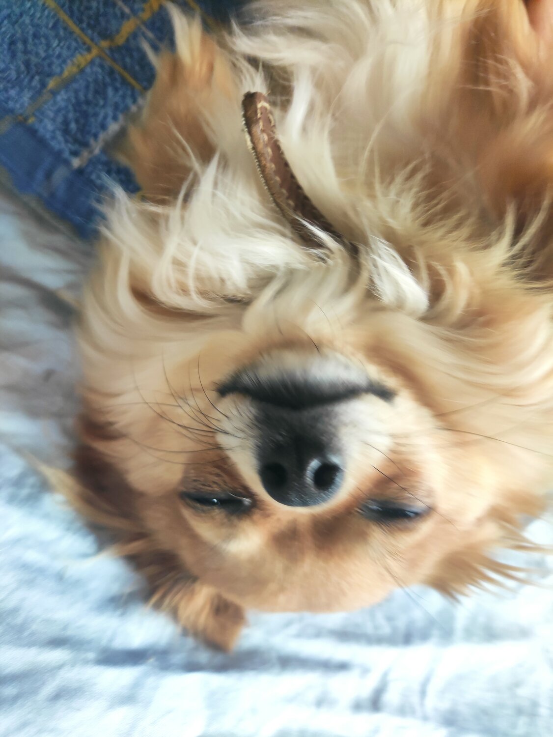 Елизавета Б. - Услуги для животных, Передержка животных, Москва и ...