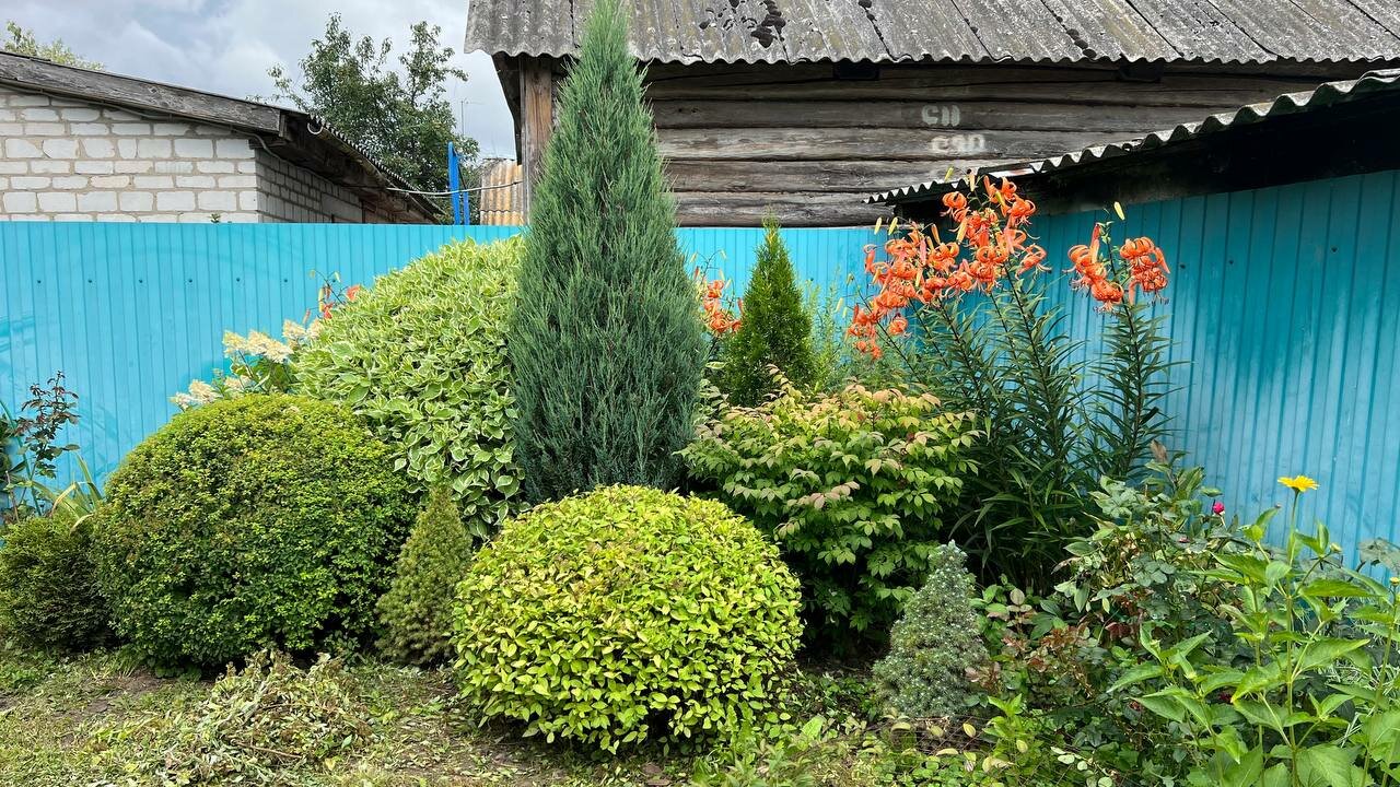 живая изгородь туя и пузыреплодник, туя можжевельник, туя барбарис спирея, хвойные композиции в ландшафтном, ландшафтный дизайн