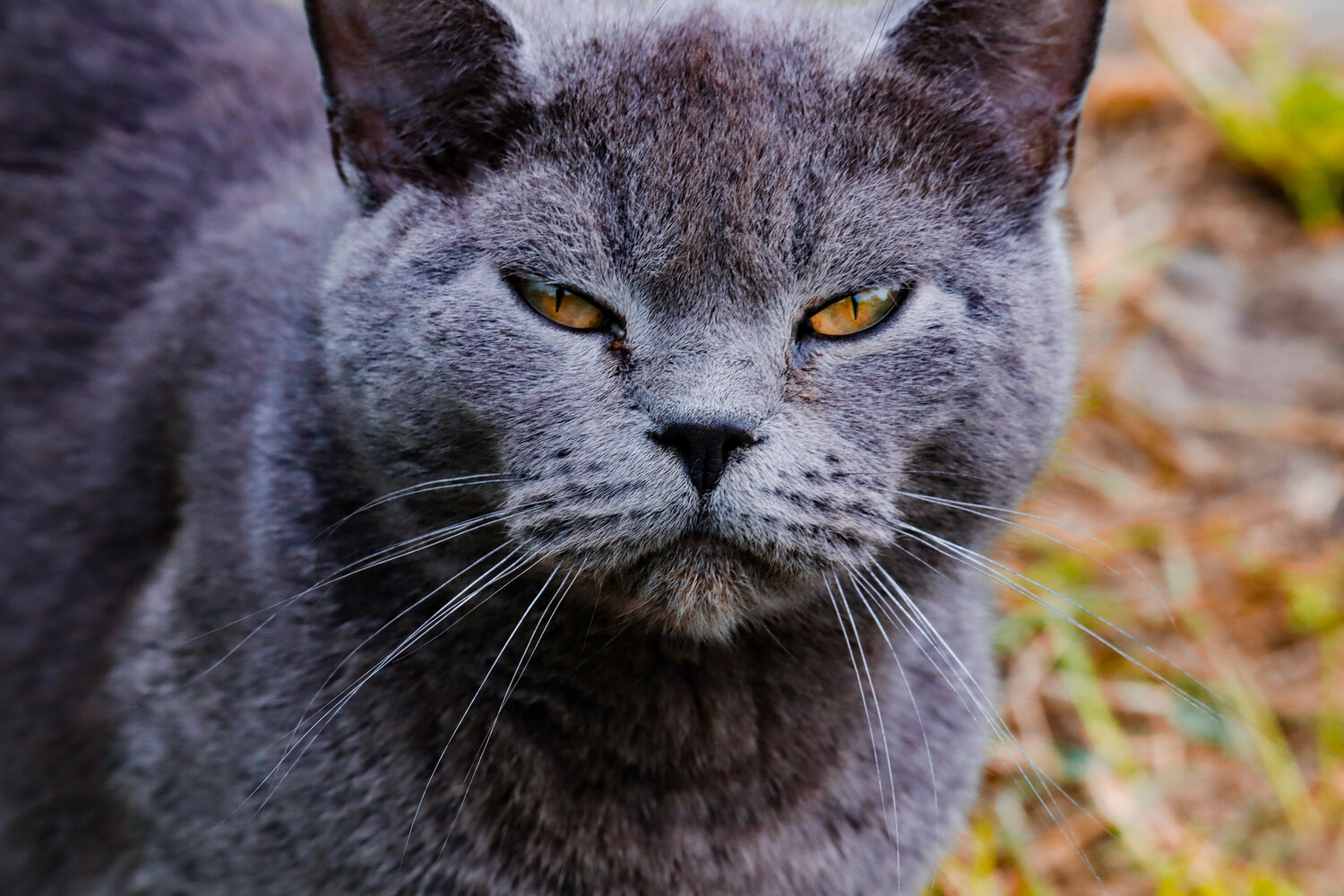 кот серый, шартрез кошка, британская кошка, кот, британский кот