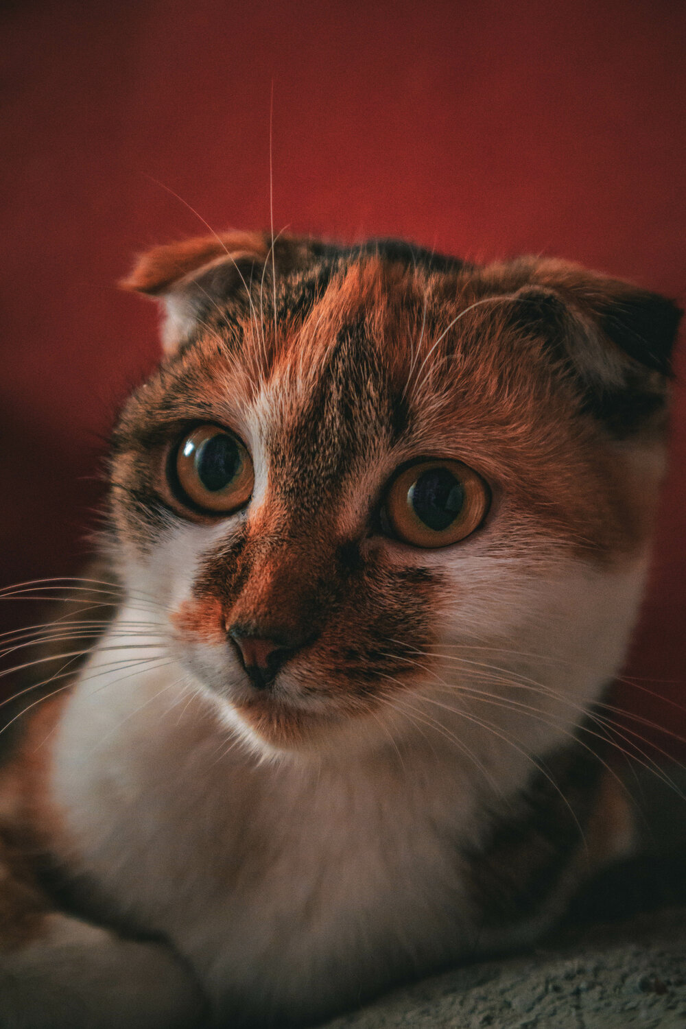 кошка, кошка шотландская, кот, котик, кошечка